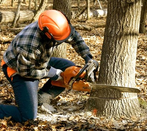 Tree Removal in Brushton, NY